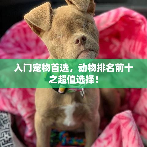 入門寵物首選，動物排名前十之超值選擇！