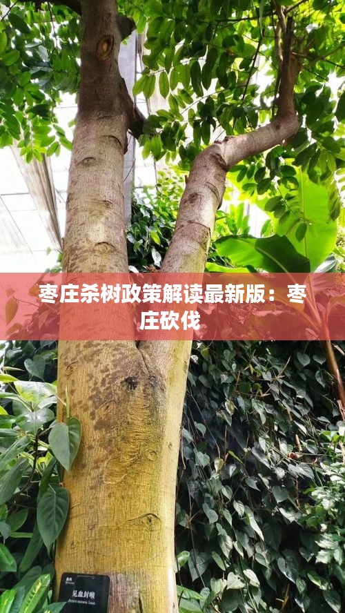 棗莊殺樹政策解讀最新版：棗莊砍伐 