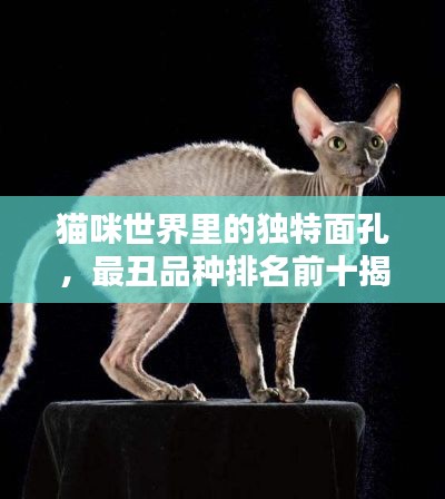 貓咪世界里的獨(dú)特面孔，最丑品種排名前十揭曉！
