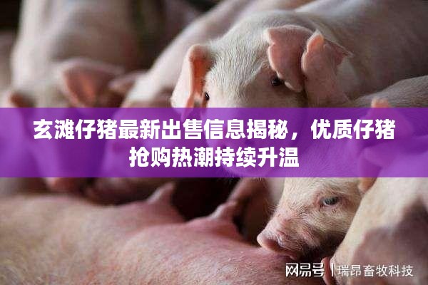 玄灘仔豬最新出售信息揭秘，優(yōu)質(zhì)仔豬搶購熱潮持續(xù)升溫