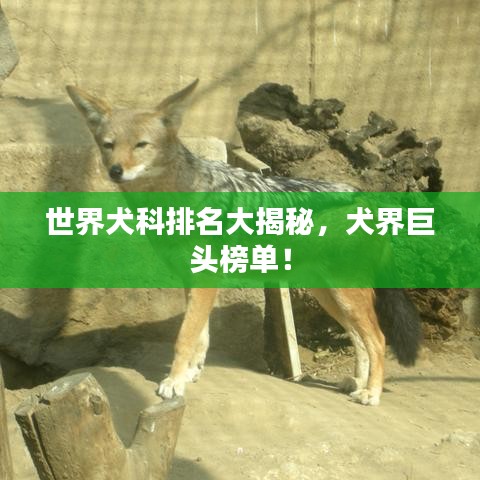 世界犬科排名大揭秘，犬界巨頭榜單！