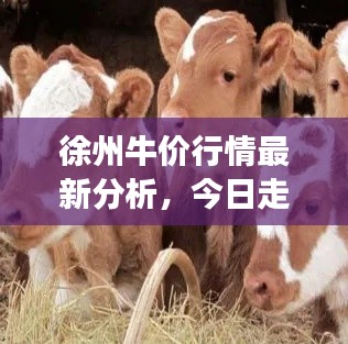 徐州牛價行情最新分析，今日走勢及未來展望