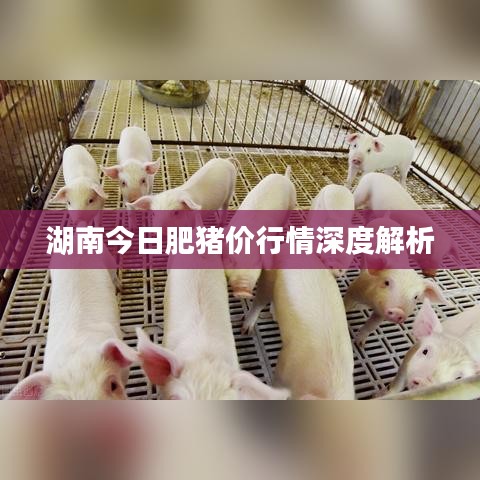 湖南今日肥豬價(jià)行情深度解析