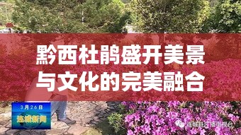 黔西杜鵑盛開(kāi)美景與文化的完美融合新聞?lì)^條