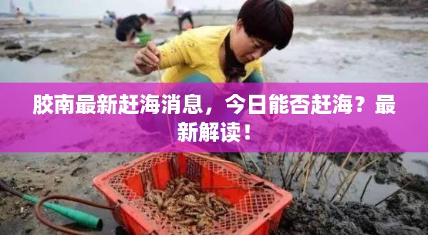 膠南最新趕海消息，今日能否趕海？最新解讀！