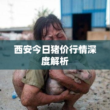 西安今日豬價行情深度解析