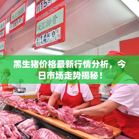 黑生豬價(jià)格最新行情分析，今日市場走勢揭秘！