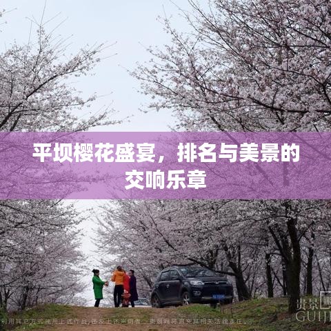 平壩櫻花盛宴，排名與美景的交響樂章