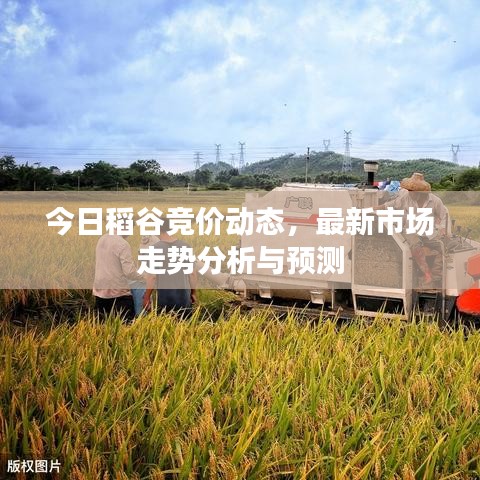 今日稻谷競價動態(tài)，最新市場走勢分析與預測