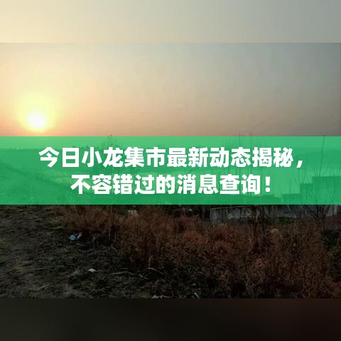 今日小龍集市最新動(dòng)態(tài)揭秘，不容錯(cuò)過的消息查詢！