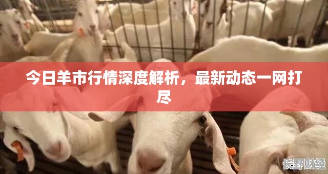 今日羊市行情深度解析，最新動(dòng)態(tài)一網(wǎng)打盡