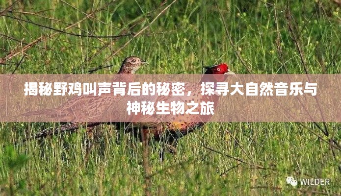揭秘野雞叫聲背后的秘密，探尋大自然音樂與神秘生物之旅