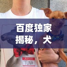 百度獨家揭秘，犬類世界的璀璨明珠，探索名犬的奇妙世界