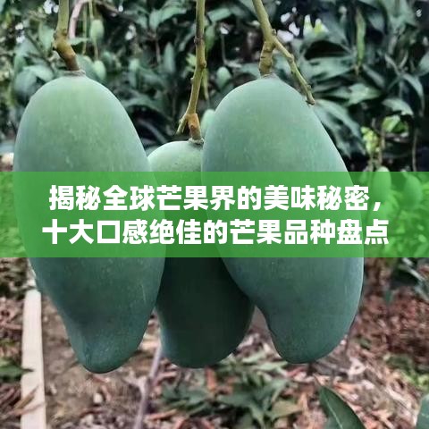 揭秘全球芒果界的美味秘密，十大口感絕佳的芒果品種盤點！