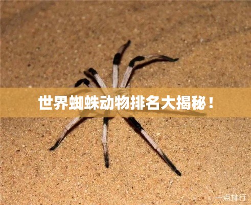 世界蜘蛛動(dòng)物排名大揭秘！