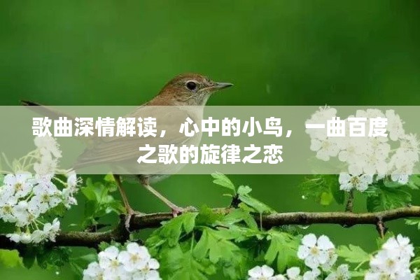 歌曲深情解讀，心中的小鳥，一曲百度之歌的旋律之戀
