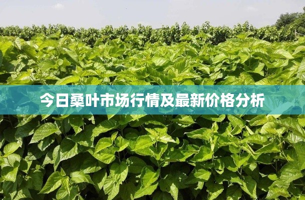 今日桑葉市場(chǎng)行情及最新價(jià)格分析