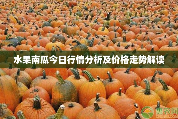 水果南瓜今日行情分析及價格走勢解讀