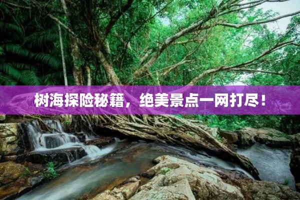 樹海探險秘籍，絕美景點一網(wǎng)打盡！