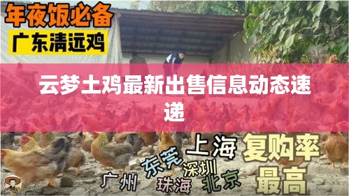 云夢土雞最新出售信息動態(tài)速遞