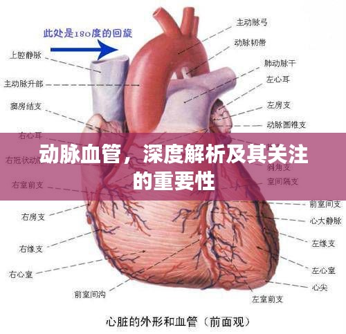 動脈血管，深度解析及其關(guān)注的重要性