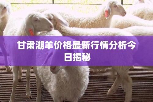 甘肅湖羊價(jià)格最新行情分析今日揭秘