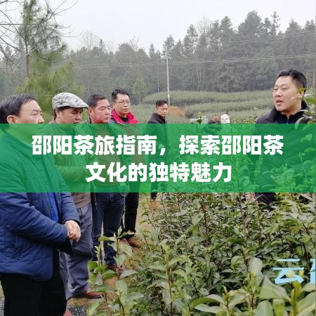 邵陽茶旅指南，探索邵陽茶文化的獨(dú)特魅力