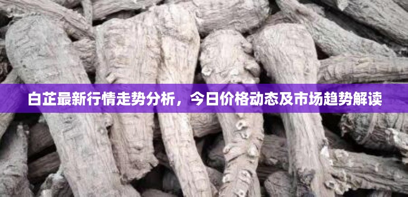 白芷最新行情走勢(shì)分析，今日價(jià)格動(dòng)態(tài)及市場(chǎng)趨勢(shì)解讀