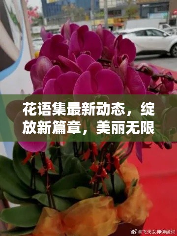 花語集最新動態(tài)，綻放新篇章，美麗無限延伸