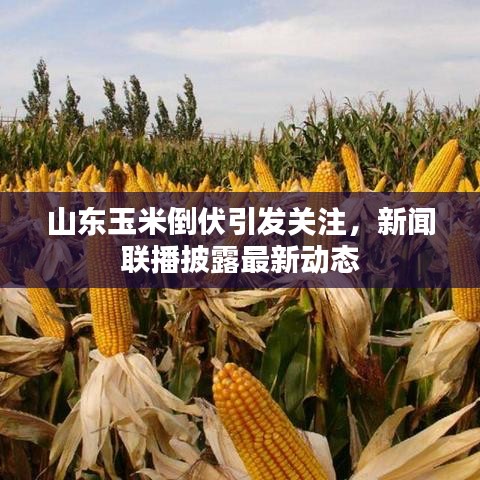 山東玉米倒伏引發(fā)關(guān)注，新聞聯(lián)播披露最新動態(tài)