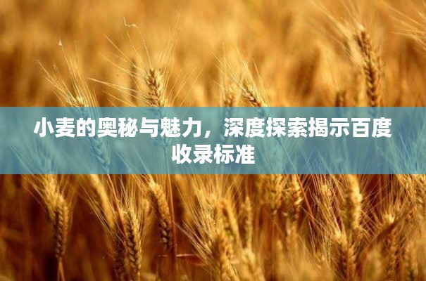 小麥的奧秘與魅力，深度探索揭示百度收錄標(biāo)準(zhǔn)