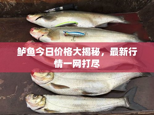 鱸魚(yú)今日價(jià)格大揭秘，最新行情一網(wǎng)打盡