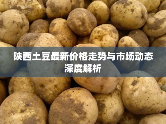 陜西土豆最新價格走勢與市場動態(tài)深度解析
