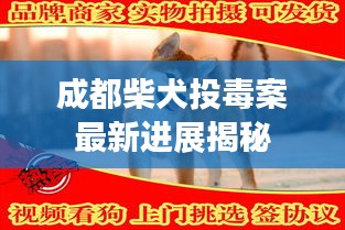成都柴犬投毒案最新進(jìn)展揭秘