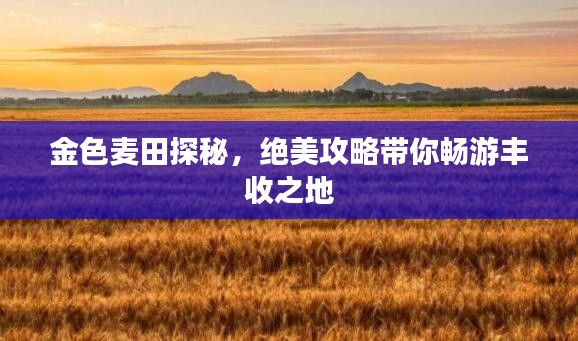 金色麥田探秘，絕美攻略帶你暢游豐收之地