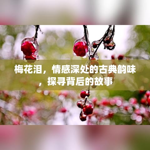 梅花淚，情感深處的古典韻味，探尋背后的故事