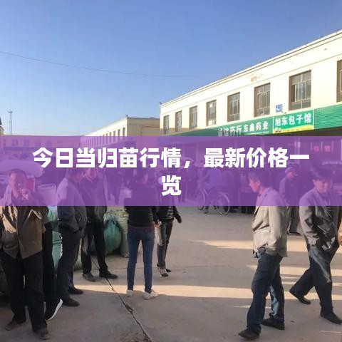 今日當(dāng)歸苗行情，最新價格一覽