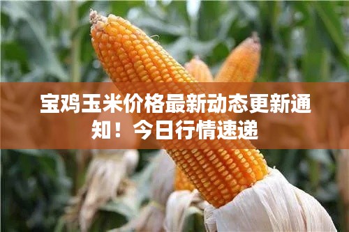 寶雞玉米價(jià)格最新動(dòng)態(tài)更新通知！今日行情速遞
