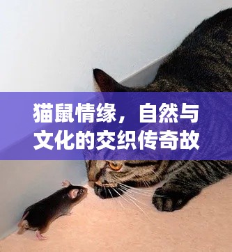貓鼠情緣，自然與文化的交織傳奇故事