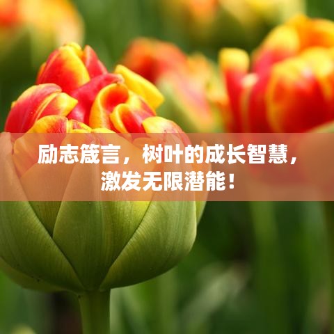 勵(lì)志箴言，樹葉的成長(zhǎng)智慧，激發(fā)無限潛能！