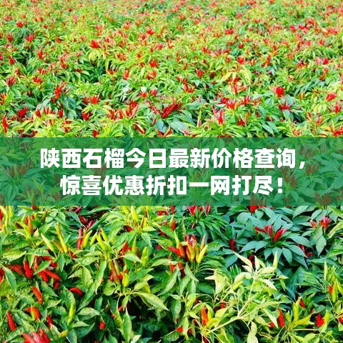 陜西石榴今日最新價(jià)格查詢，驚喜優(yōu)惠折扣一網(wǎng)打盡！