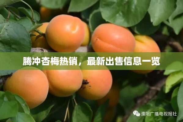 騰沖杏梅熱銷，最新出售信息一覽