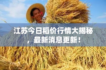 江蘇今日稻價行情大揭秘，最新消息更新！