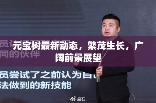 元寶樹最新動態(tài)，繁茂生長，廣闊前景展望