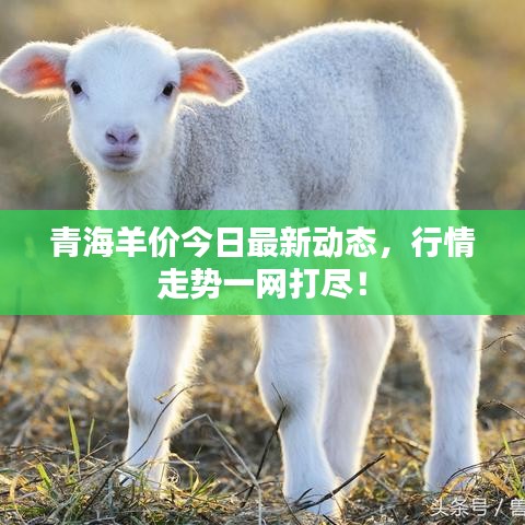 青海羊價(jià)今日最新動(dòng)態(tài)，行情走勢一網(wǎng)打盡！