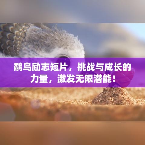 鷸鳥勵志短片，挑戰(zhàn)與成長的力量，激發(fā)無限潛能！
