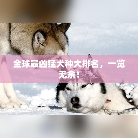 全球最兇猛犬種大排名，一覽無余！
