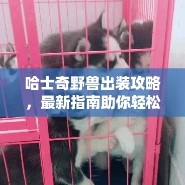 哈士奇野獸出裝攻略，最新指南助你輕松掌握！