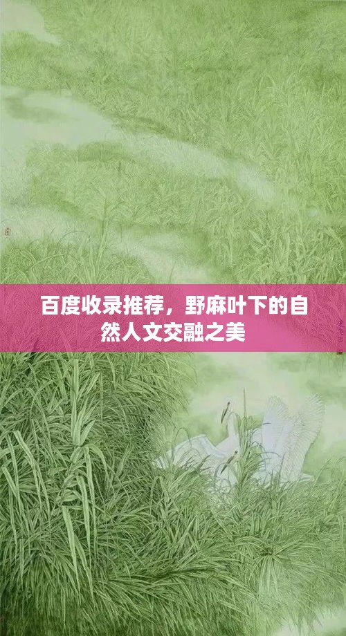 百度收錄推薦，野麻葉下的自然人文交融之美