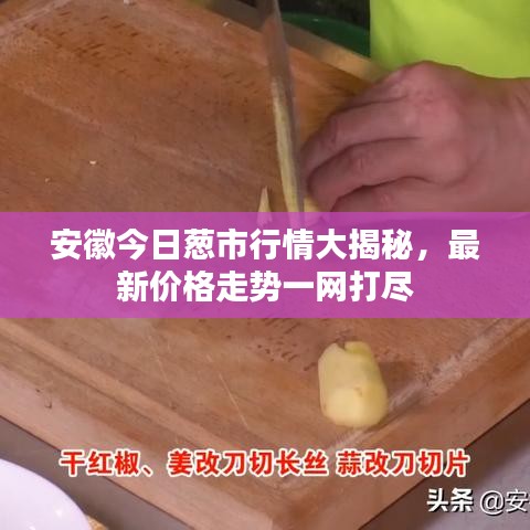 安徽今日蔥市行情大揭秘，最新價格走勢一網(wǎng)打盡
